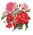Roses mouillees - Marie-Pierre Le Sellin Peintre Pastelliste et Aquarelliste
