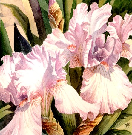 Iris au soleil - Marie-Pierre Le Sellin Peintre Pastelliste et Aquarelliste